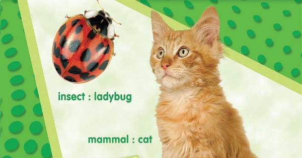 Analogies For Critical Thinking (Tập 2)