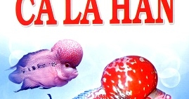 Phương Pháp Nuôi Cá La Hán