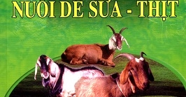 102 Thắc Mắc Cơ Bản Nuôi Dê Sữa - Thịt