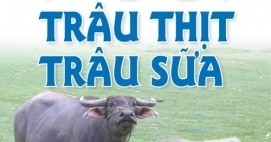 Phương Pháp Nuôi Trâu Thịt Trâu Sữa