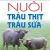 Phương Pháp Nuôi Trâu Thịt Trâu Sữa