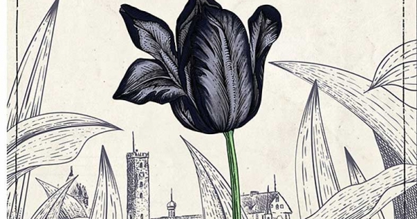 Hoa Tuylip Đen (Đông A)