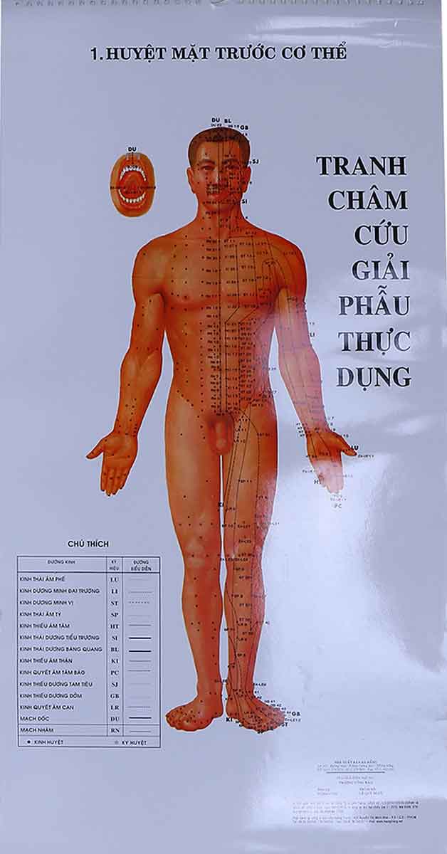 Tranh Châm Cứu Giải Phẫu Thực Dụng