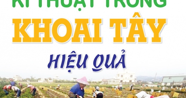 Bí Quyết Thành Công Kĩ Thuật Trồng Khoai Tây Hiệu Quả