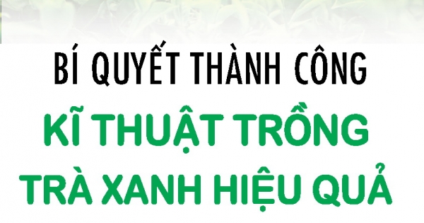 Bí Quyết Thành Công Kĩ Thuật Trồng Trà Xanh Hiệu Quả