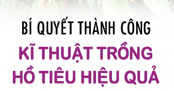 Bí Quyết Thành Công Kĩ Thuật Trồng Tiêu Hiệu Quả