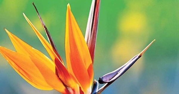 Science Encyclopedia - Bách Khoa Thư Về Khoa Học - Thực Vật Và Nấm