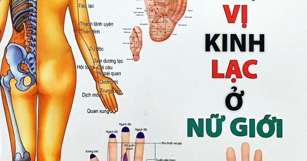 Đồ Hình Huyệt Vị Kinh Lạc Ở Nữ Giới
