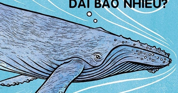 Cá Voi Dài Bao Nhiêu?