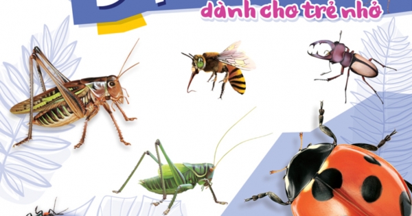 Bách Khoa Động Vật Dành Cho Trẻ Nhỏ - Côn Trùng