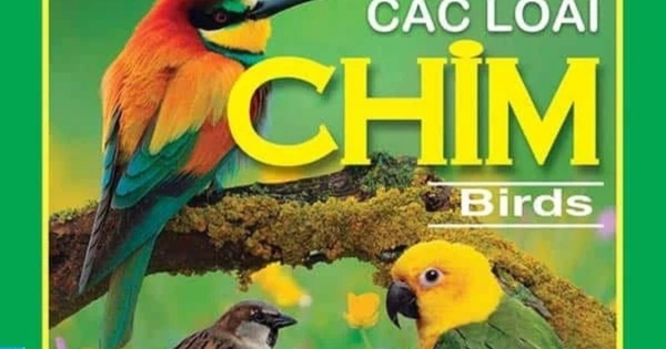 Từ Điển Hình Ảnh Cho Bé - Các Loài Chim
