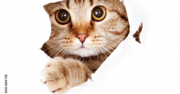 Nhân Duyên Mèo Định