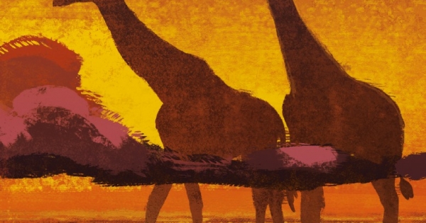 Phía Tây Có Đàn Hươu Cao Cổ - West With Giraffes