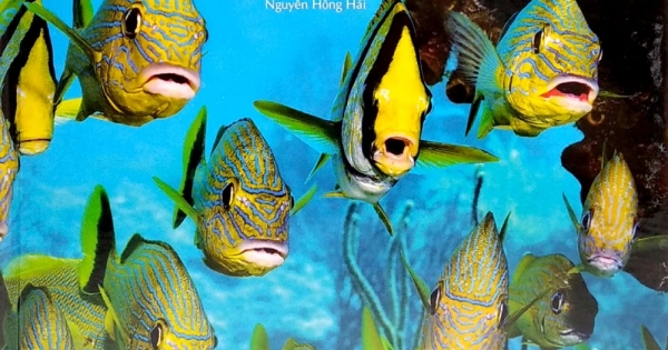 Thế Nào Và Tại Sao - Các Loài Cá - Thế Giới Diệu Kì Dưới Nước